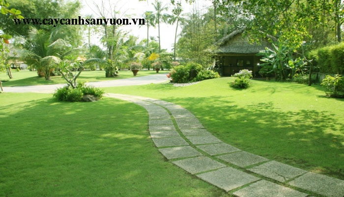 Cỏ lông heo